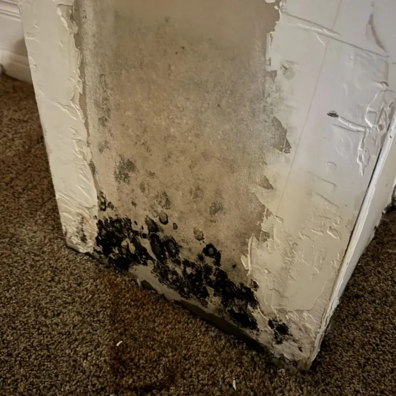 Professional Mold Removal in Columbia Heights, MN